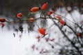 rosehip red berrys branch bush close-up nature garden winter cold snow