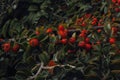 red berries on a tree - Cotoneaster horizontalis