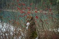 Red berries on a tree near a lake, set against a forest backdrop Royalty Free Stock Photo