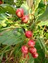 Red Berries on Tropical Flora in Indonesian Jungle Royalty Free Stock Photo