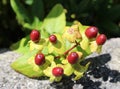 Red berries on Tutsan, hypericum androsaemum Royalty Free Stock Photo