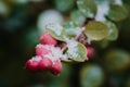 Red berries under snow, snow, background Royalty Free Stock Photo