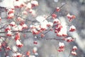 Red berries under snow Royalty Free Stock Photo