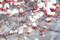 Red berries under snow Royalty Free Stock Photo