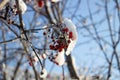 Red berries under snow, snow, background, mountain ash, hawthorn Royalty Free Stock Photo