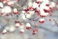 Red berries under snow Royalty Free Stock Photo