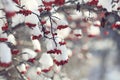 Red berries under snow Royalty Free Stock Photo