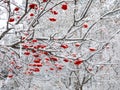 red berries under snow, snow, background, mountain ash, hawthorn Royalty Free Stock Photo