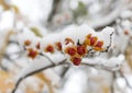 red berries under snow, selective focus. Winter background. Royalty Free Stock Photo