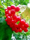 Branch of the red berries of viburnum