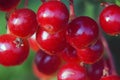 Red berries of viburnum close up