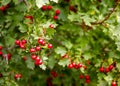 Red berries of viburnum closeup on a bunch