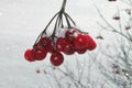 Red berries of viburnum