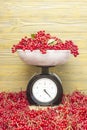 Red berries viburnum on the scales Royalty Free Stock Photo