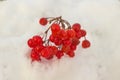 Red berries of viburnum on snow