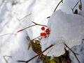 Red berries of Viburnum in thawing snow nature details