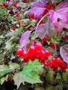 Red berries of a viburnum tree