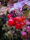 Red berries of the viburnum tree with autumn leaves