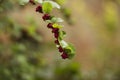 Red berries on a wet plant with green leafs and a blurred background