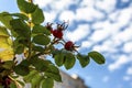 Red berries of wild rose against the background of the cloudy sky Royalty Free Stock Photo
