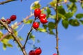 Red berries of wild rose on a background of blue sky. Rosehip berries and a plane in the sky Royalty Free Stock Photo