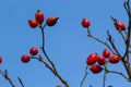 Red berries of wild rose on a background of blue sky. Rosehip berries and a plane in the sky Royalty Free Stock Photo