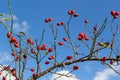 Red berries of wild rose on a background of blue sky. Rosehip berries and a plane in the sky Royalty Free Stock Photo