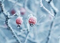 Red berries of wild rose covered with white frosty crystals of f Royalty Free Stock Photo