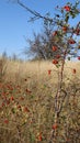 Red berries of wild rose hips Royalty Free Stock Photo