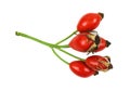 Red berries of wild rose isolated Royalty Free Stock Photo