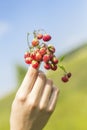 Red berries of wild strawberry in the hand of the woman Royalty Free Stock Photo