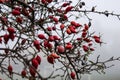 Red Berries in Winter Royalty Free Stock Photo