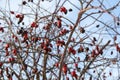 Red berries in winter Royalty Free Stock Photo