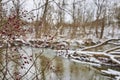 Red Berries in Winter Wonderland, Serene Creek Bokeh Royalty Free Stock Photo