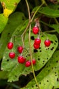 Red berries of woody nightshade, also known as bittersweet, Solanum dulcamara seen in August