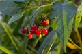 Red berries of woody nightshade, also known as bittersweet, Solanum dulcamara seen in August