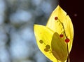 Red berries and yellow leaves in autumnal light Royalty Free Stock Photo