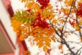 Red berries and yellow leaves on branch close up. Autumn season. Fall harvest concept. Autumn rowan berries on branch Royalty Free Stock Photo