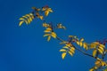 Red berries of Zanthoxylum americanum, Prickly ash with yellow leaves in autumn. Close-up in natural sunligh on blue sky.
