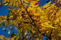 Red berries of Zanthoxylum americanum, Prickly ash with yellow leaves in autumn. Close-up in natural sunligh.