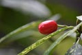 Aucuba japonica, red berry