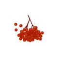 Red berry branch. Rowan cluster on tree twig. Wild viburnum sprig. Ripe hawthorn fruits. Flat vector illustration