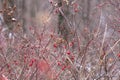 Red berry on the branches in the Russian forest in the winter. Blurred background. Flank Royalty Free Stock Photo