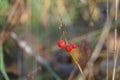 Red berry Bush closeup