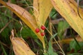 Red berry Bush closeup