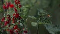 The red currant glows in the sun.