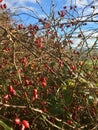 Red berry bush