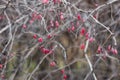 Red berry on the bushes in winter organic fruit Royalty Free Stock Photo