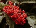 Red berry close-up in the forest Royalty Free Stock Photo