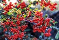 Red berry - Cotoneaster-lacteus